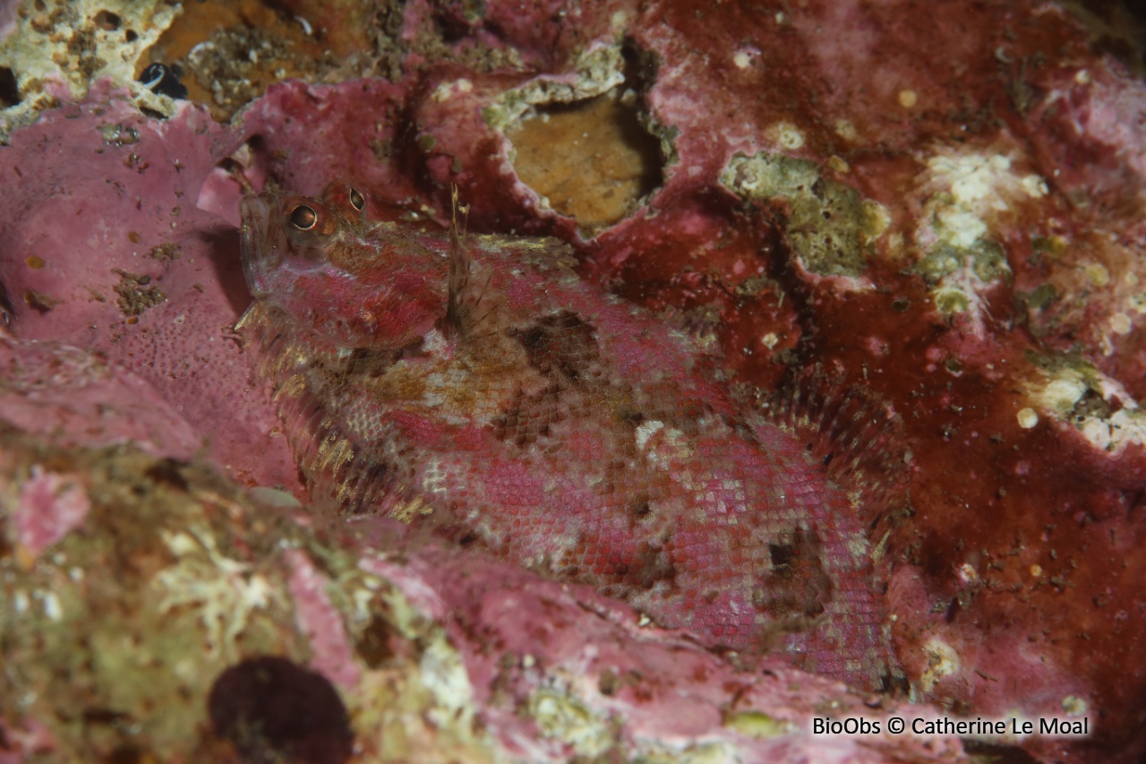 Petit turbot de roche - Zeugopterus Norvegicus - Catherine Le Moal - BioObs