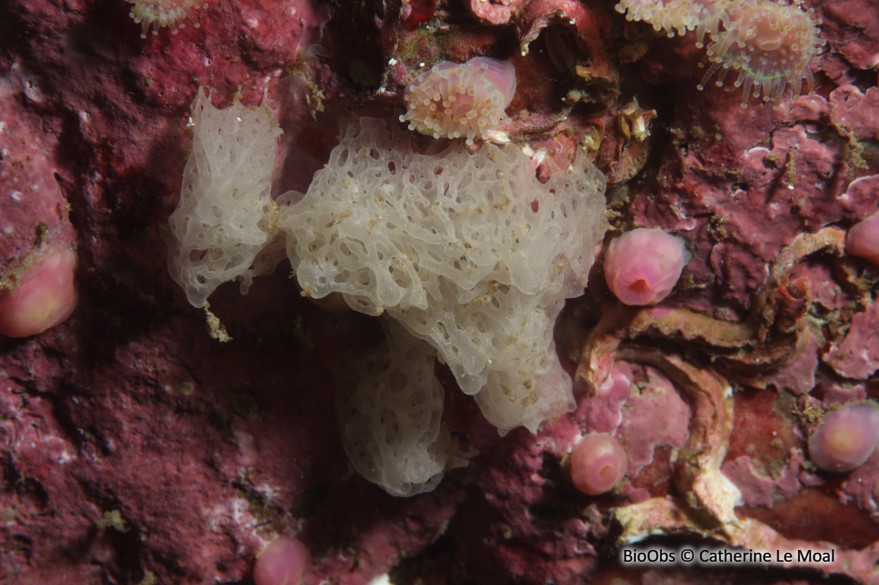 Clathrine blanche - Ascandra contorta - Catherine Le Moal - BioObs