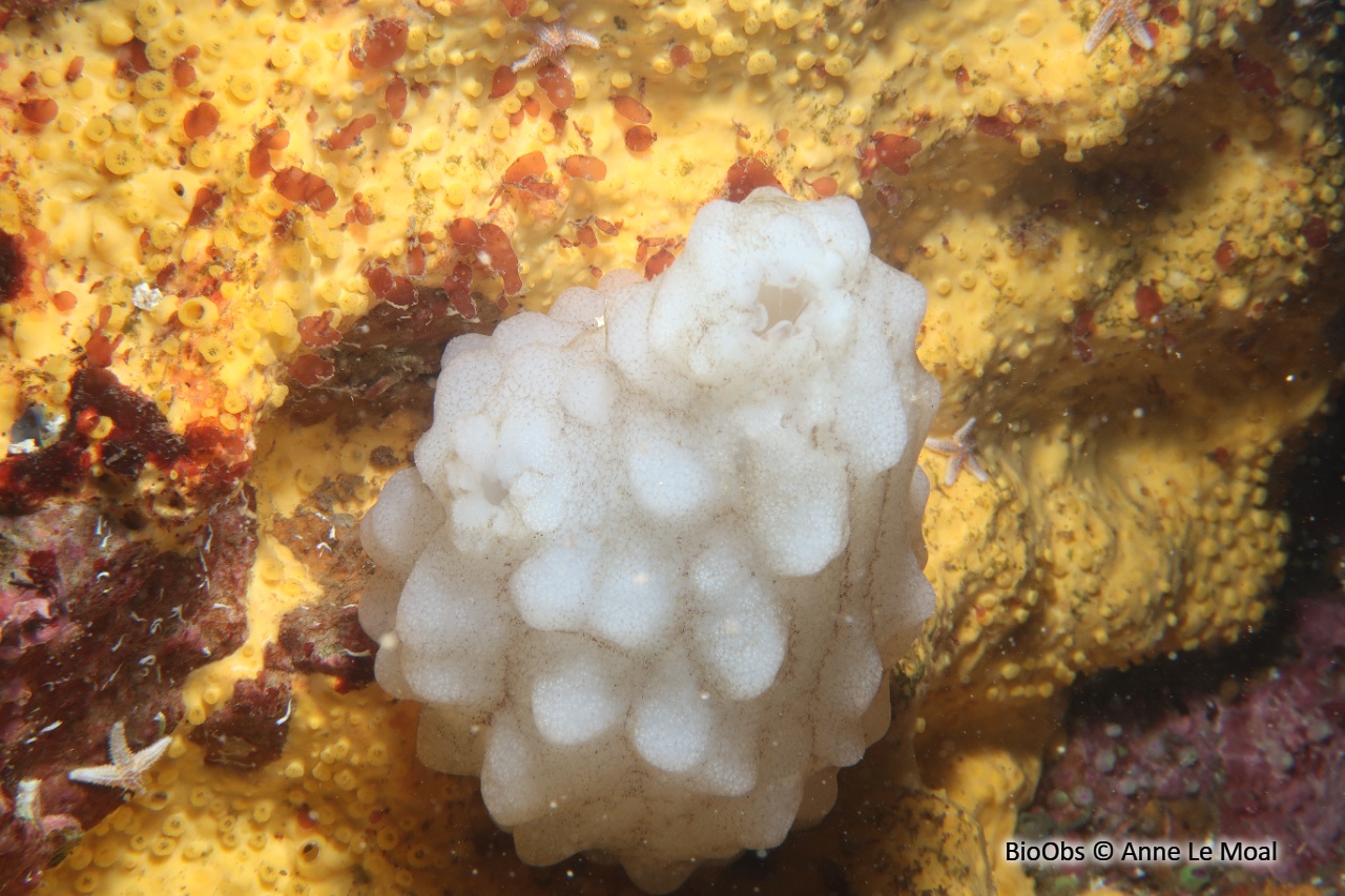 Ascidie blanche - Phallusia mammillata - Anne Le Moal - BioObs