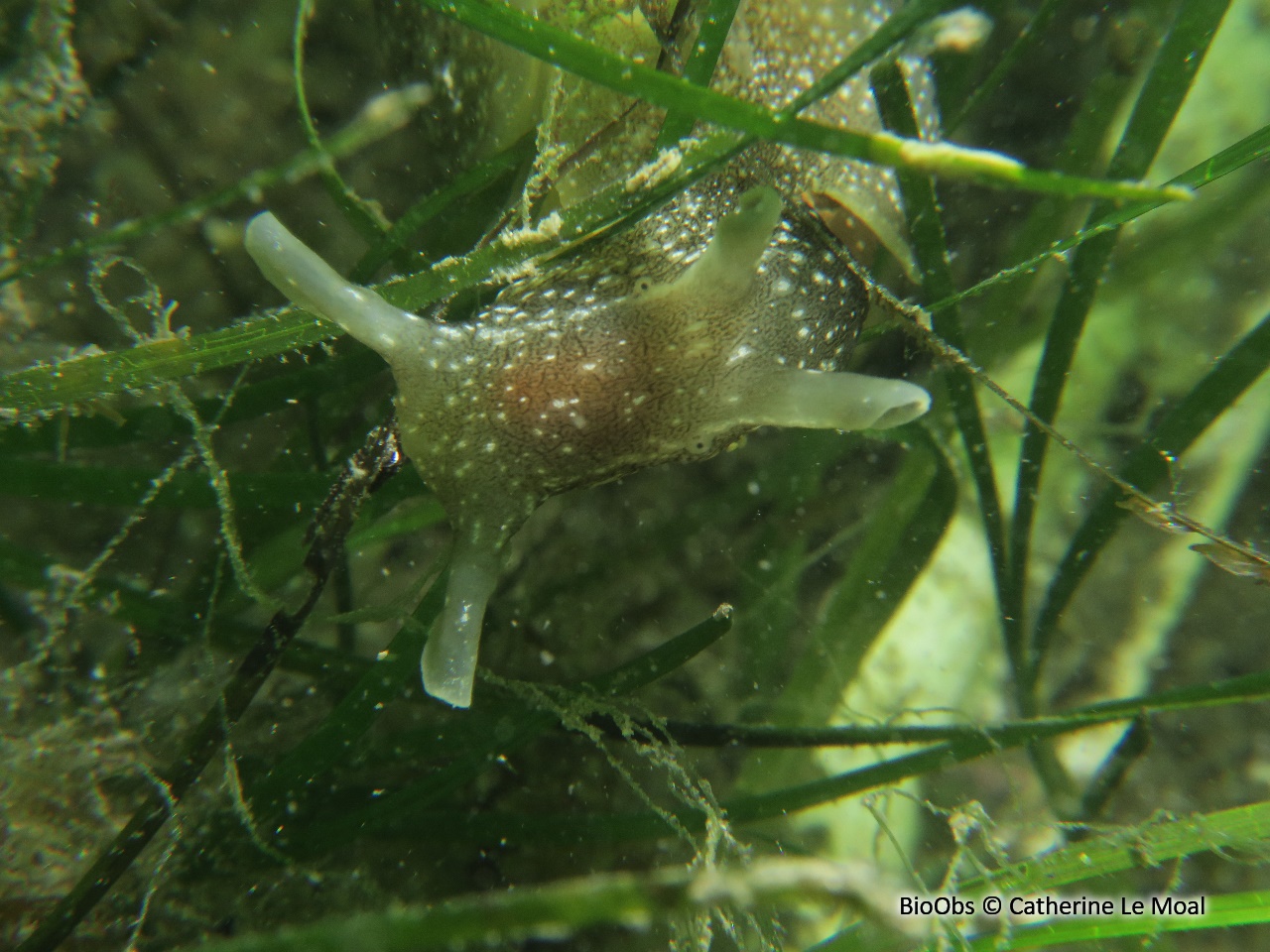 Lièvre de mer moucheté - Aplysia punctata - Anne Le Moal - BioObs