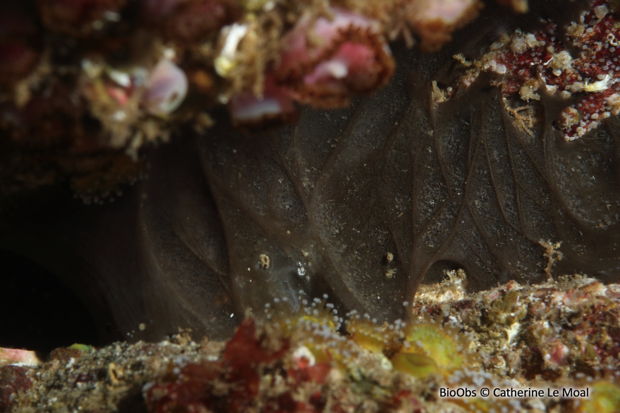 Eponge aile de chauve souris - Dercitus (Dercitus) bucklandi - Catherine Le Moal - BioObs