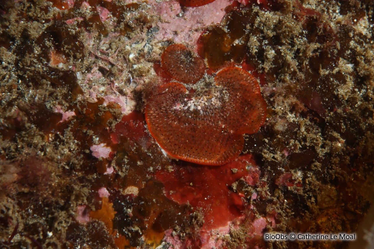 Bryozoaire rouge orange vif à points noirs - Watersipora subtorquata - Catherine Le Moal - BioObs