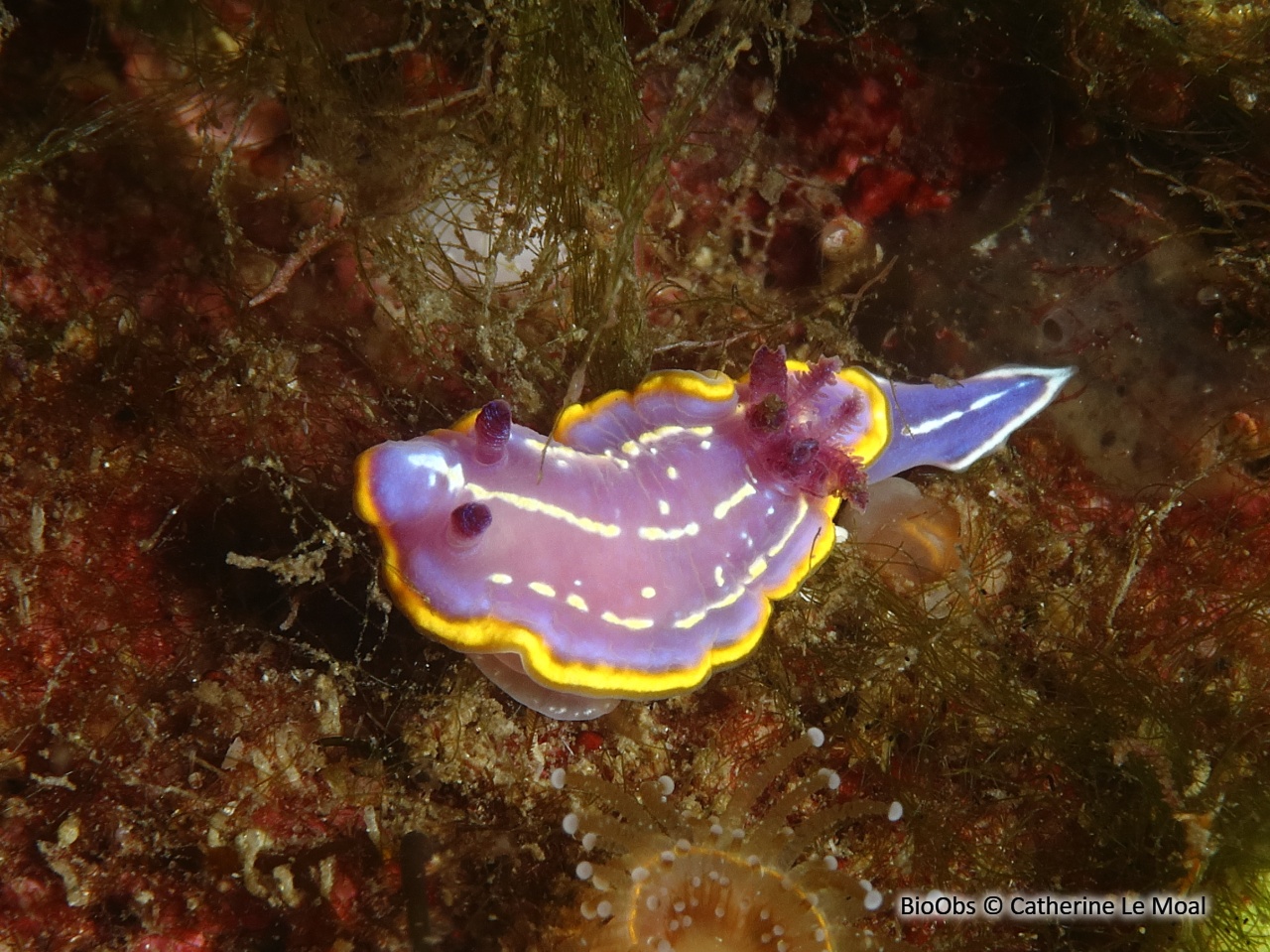 Doris de Krohn - Felimida krohni - Catherine Le Moal - BioObs