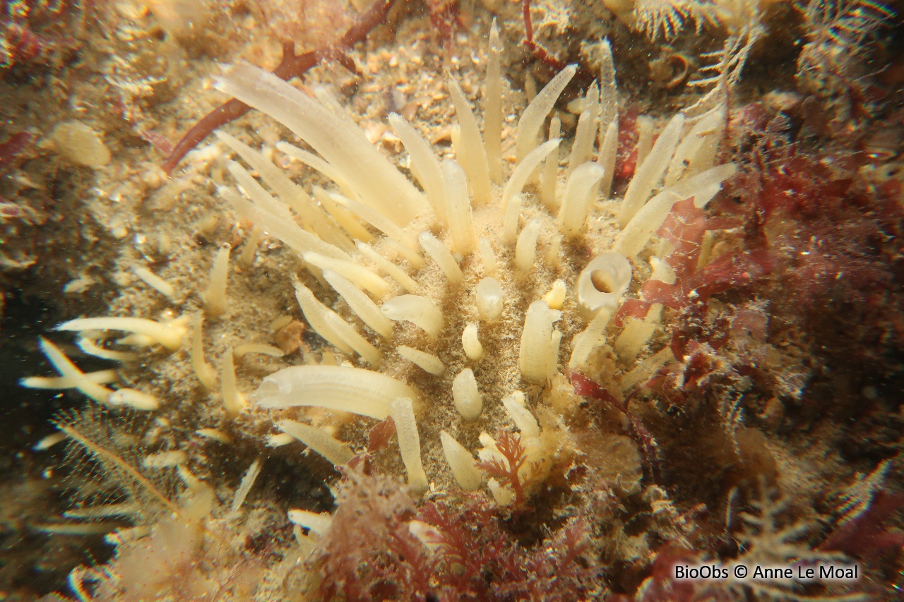 Eponge à languettes - Polymastia penicillus - Anne Le Moal - BioObs