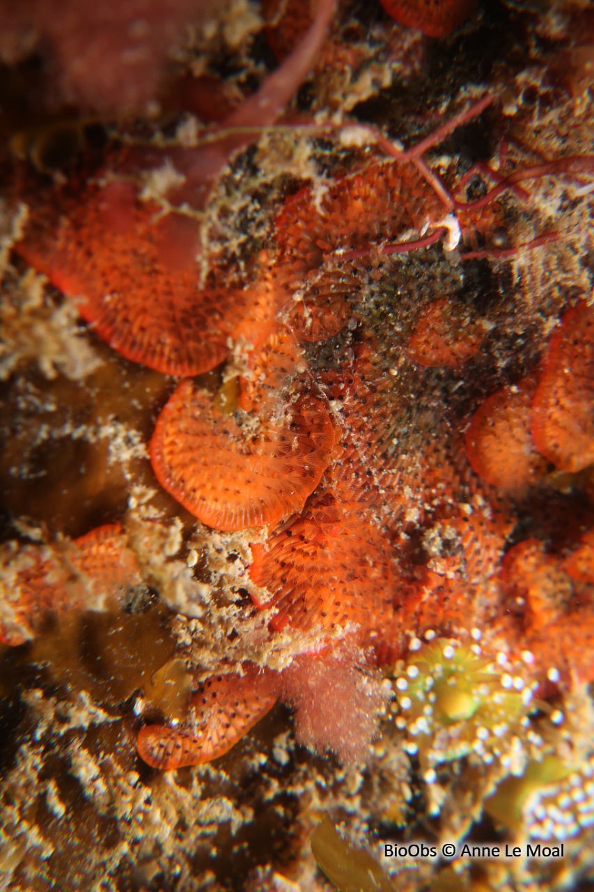 Bryozoaire rouge orange vif à points noirs - Watersipora subtorquata - Anne Le Moal - BioObs