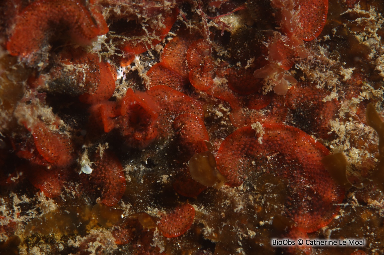 Bryozoaire rouge orange vif à points noirs - Watersipora subtorquata - Catherine Le Moal - BioObs