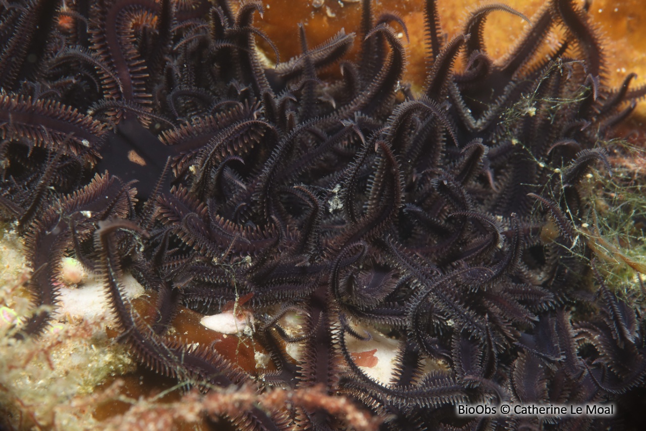 Ophiure noire - Ophiocomina nigra - Catherine Le Moal - BioObs