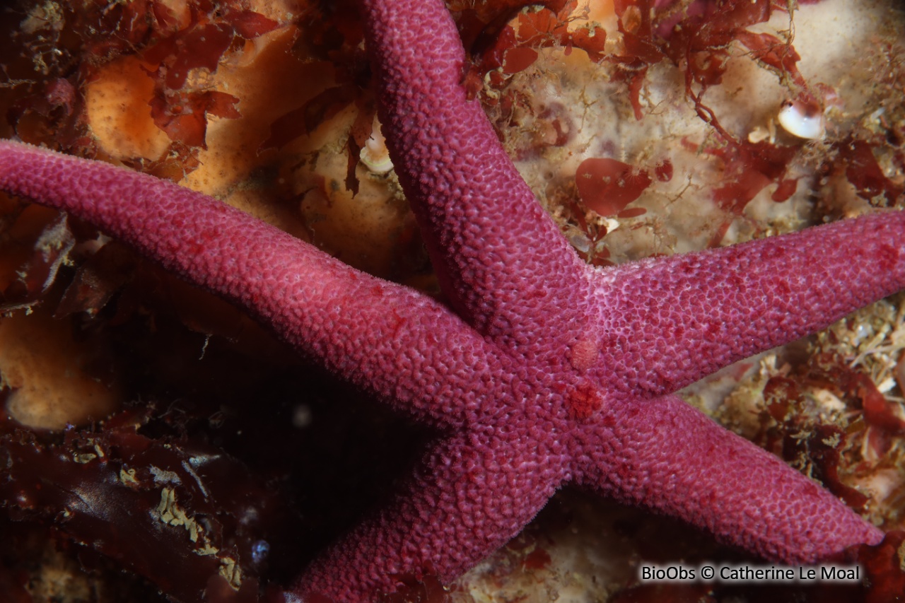 Etoile cuir sanguine - Henricia sanguinolenta - Catherine Le Moal - BioObs