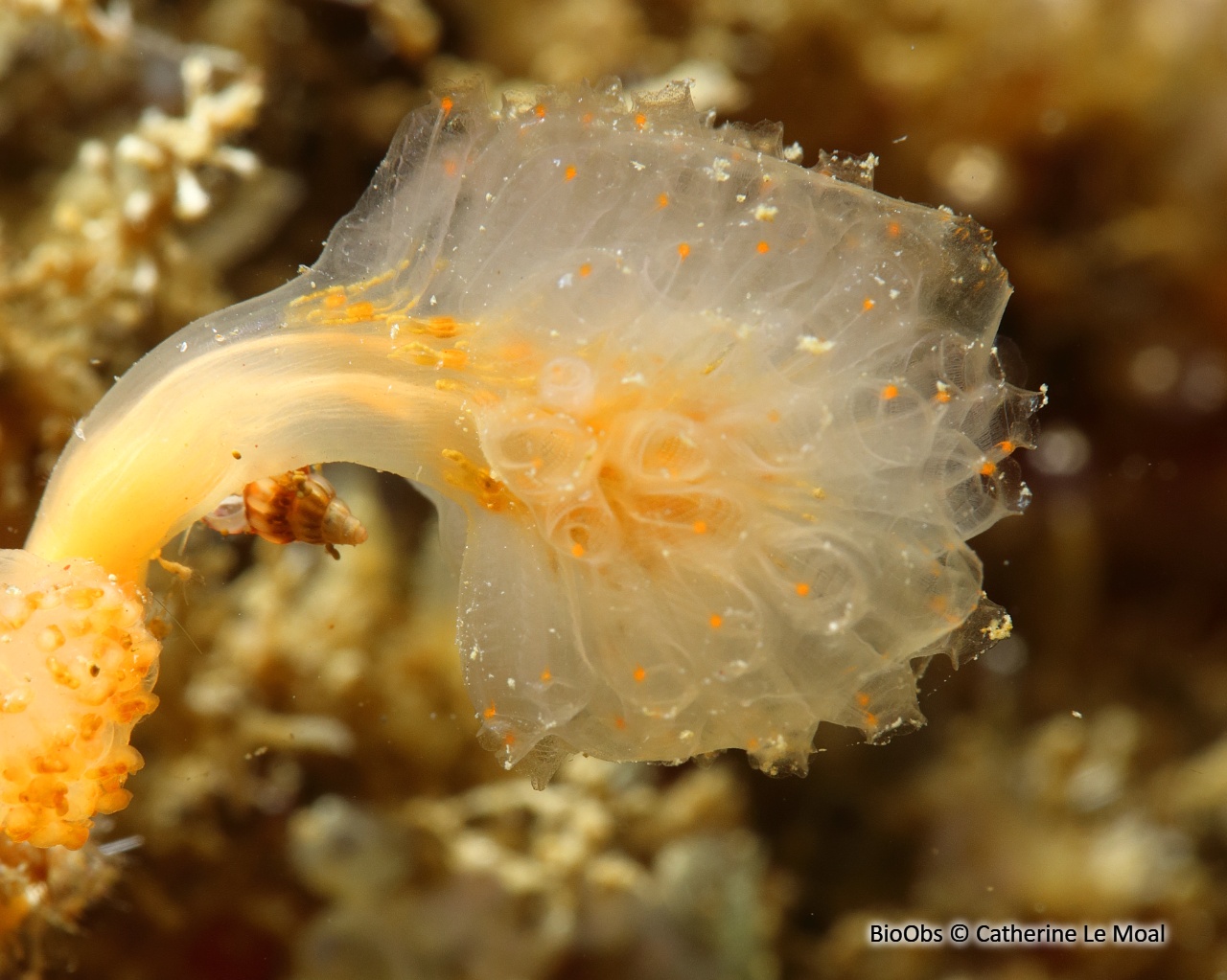 Flocon pédonculé orange - Aplidium punctum - Catherine Le Moal - BioObs