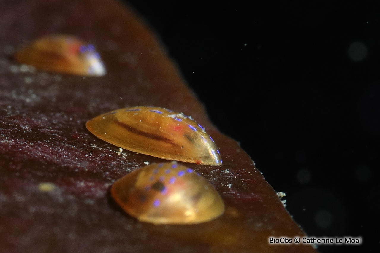 Helcion - Patella pellucida