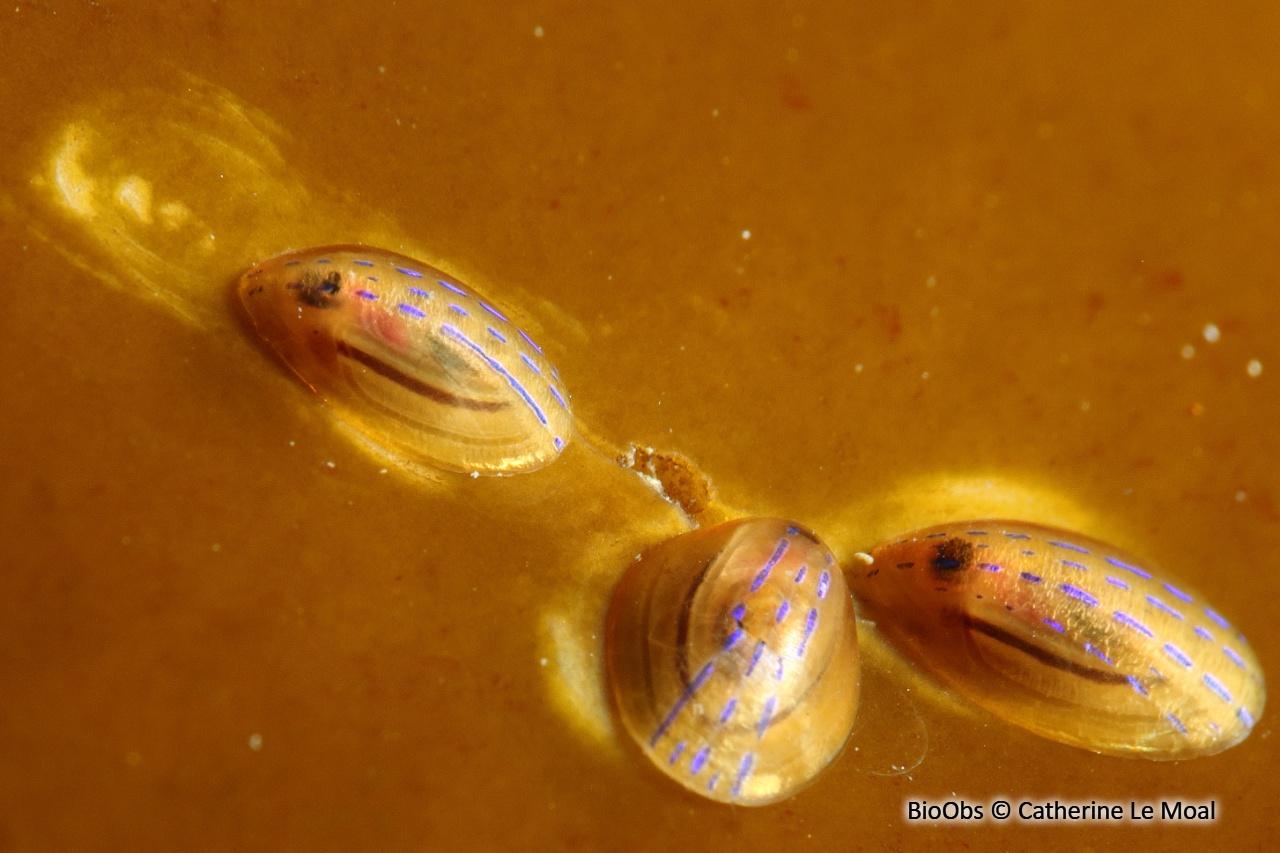 Helcion - Patella pellucida - Catherine Le Moal - BioObs