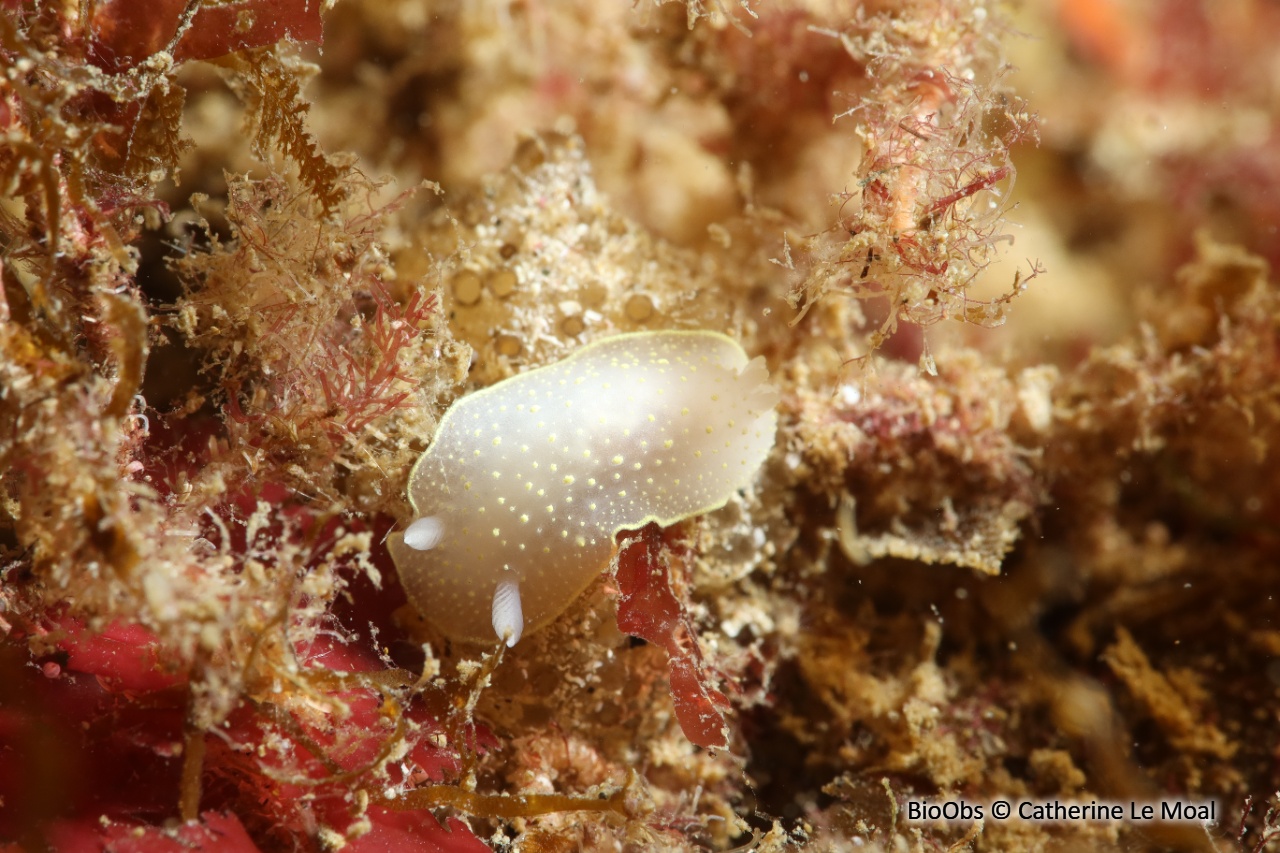 Cadeline blanche - Cadlina laevis - Catherine Le Moal - BioObs