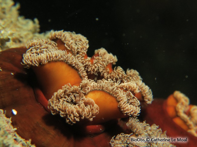 Oeillet de mer - Metridium senile - Anne Le Moal - BioObs