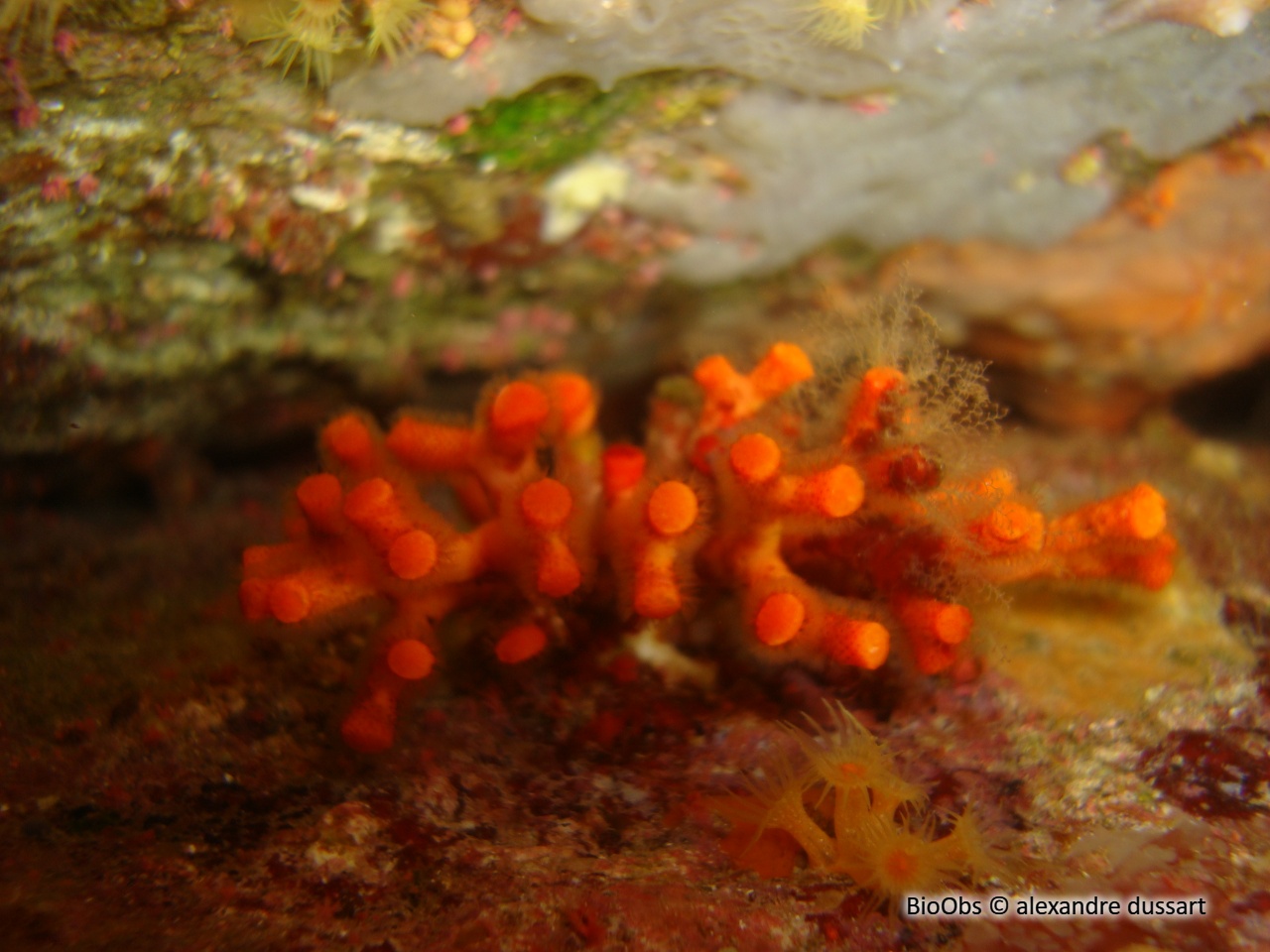 Faux corail - Myriapora truncata - alexandre dussart - BioObs
