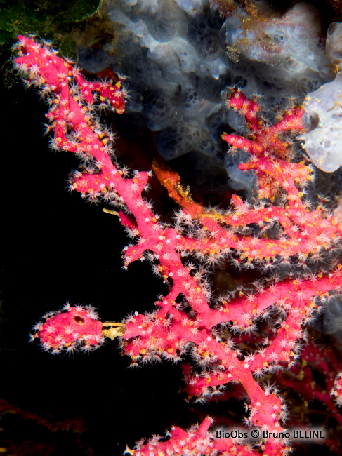 Alcyon encroûtant - Alcyonium coralloides - Bruno BELINE - BioObs