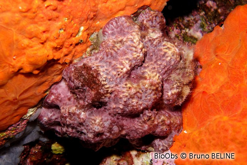 Ircinie noire épineuse - Sarcotragus spinosulus - Bruno BELINE - BioObs