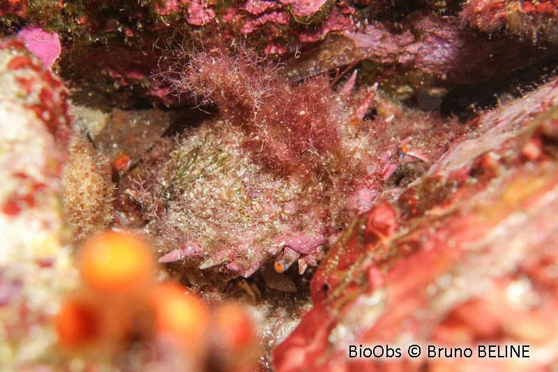 Petite araignée de mer - Maja crispata - Bruno BELINE - BioObs