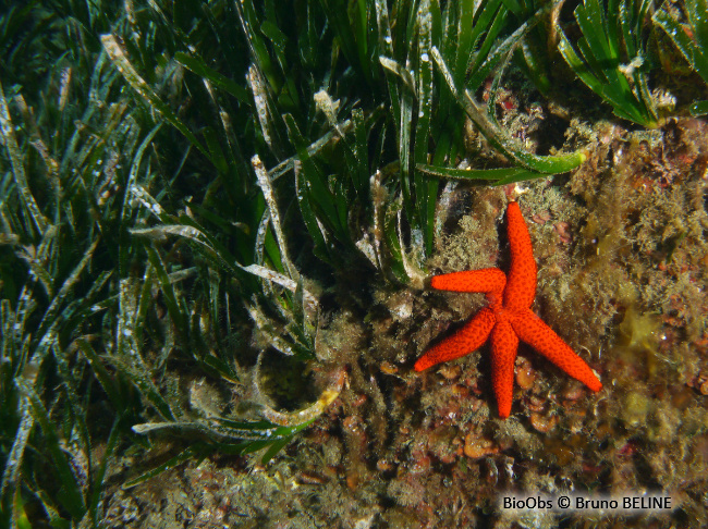 Etoile de mer rouge - Echinaster (Echinaster) sepositus - Bruno BELINE - BioObs
