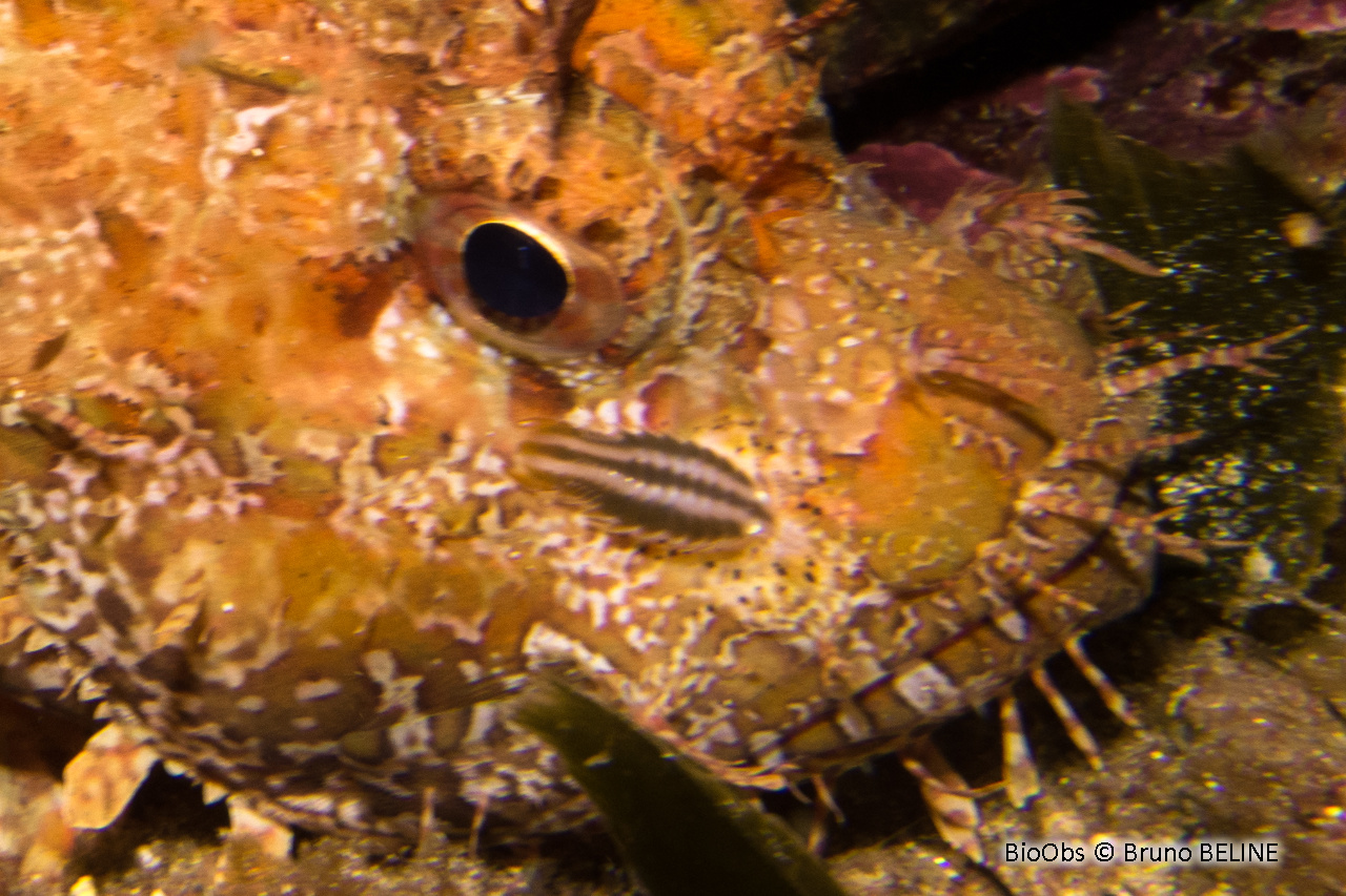 Isopode à deux bandes - Nerocila bivittata - Bruno BELINE - BioObs