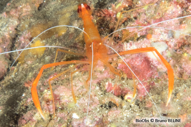 Crevette cavernicole à grandes pinces - Stenopus spinosus - Bruno BELINE - BioObs