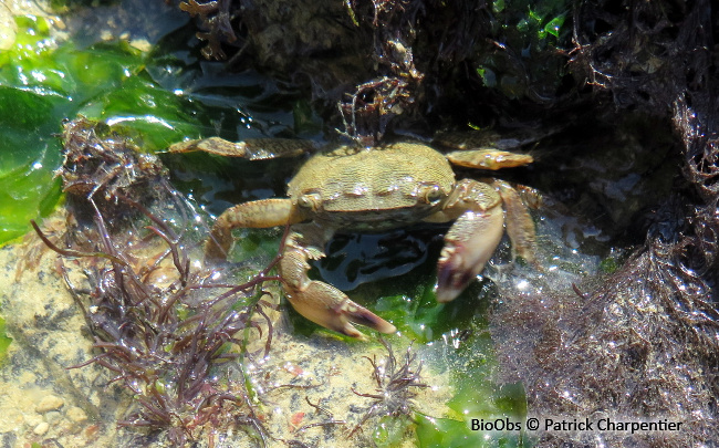 Crabe marbré - Pachygrapsus marmoratus - Patrick Charpentier - BioObs
