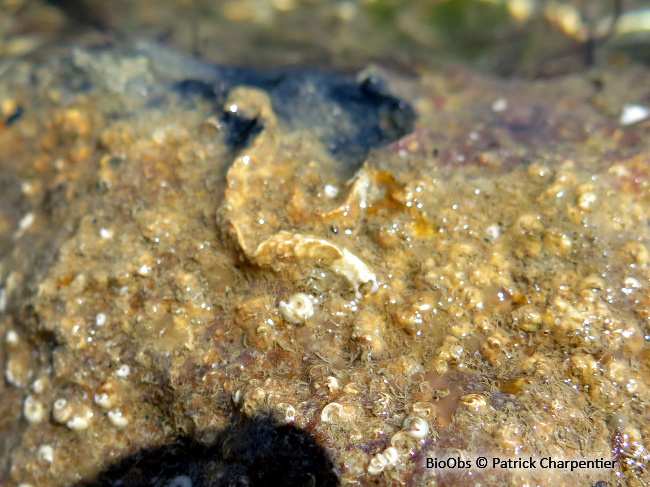 Spirorbe - Spirorbis (Spirorbis) spirorbis - Patrick Charpentier - BioObs