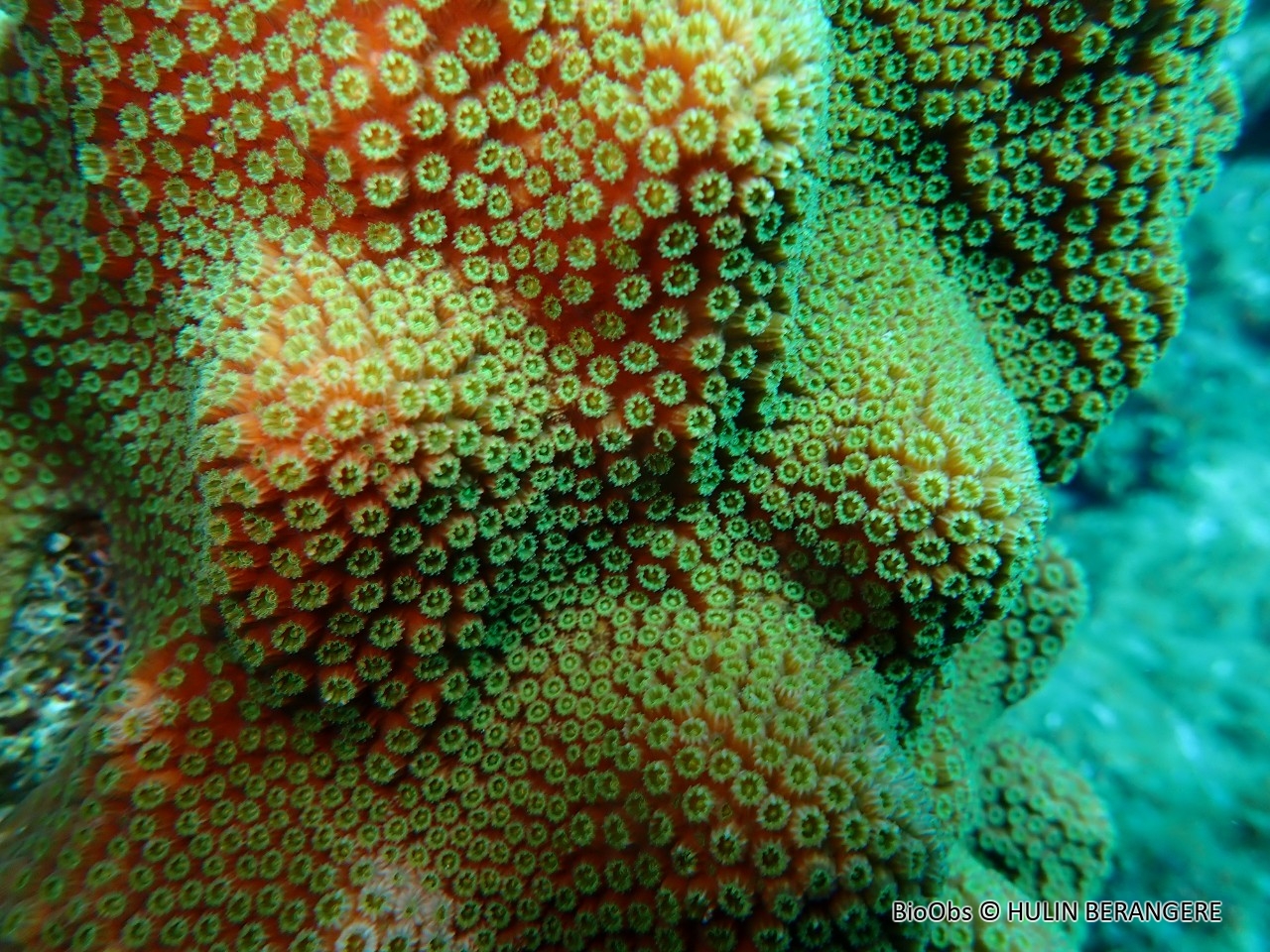 Corail étoilé bosselé - Solenastrea hyades - HULIN BERANGERE - BioObs