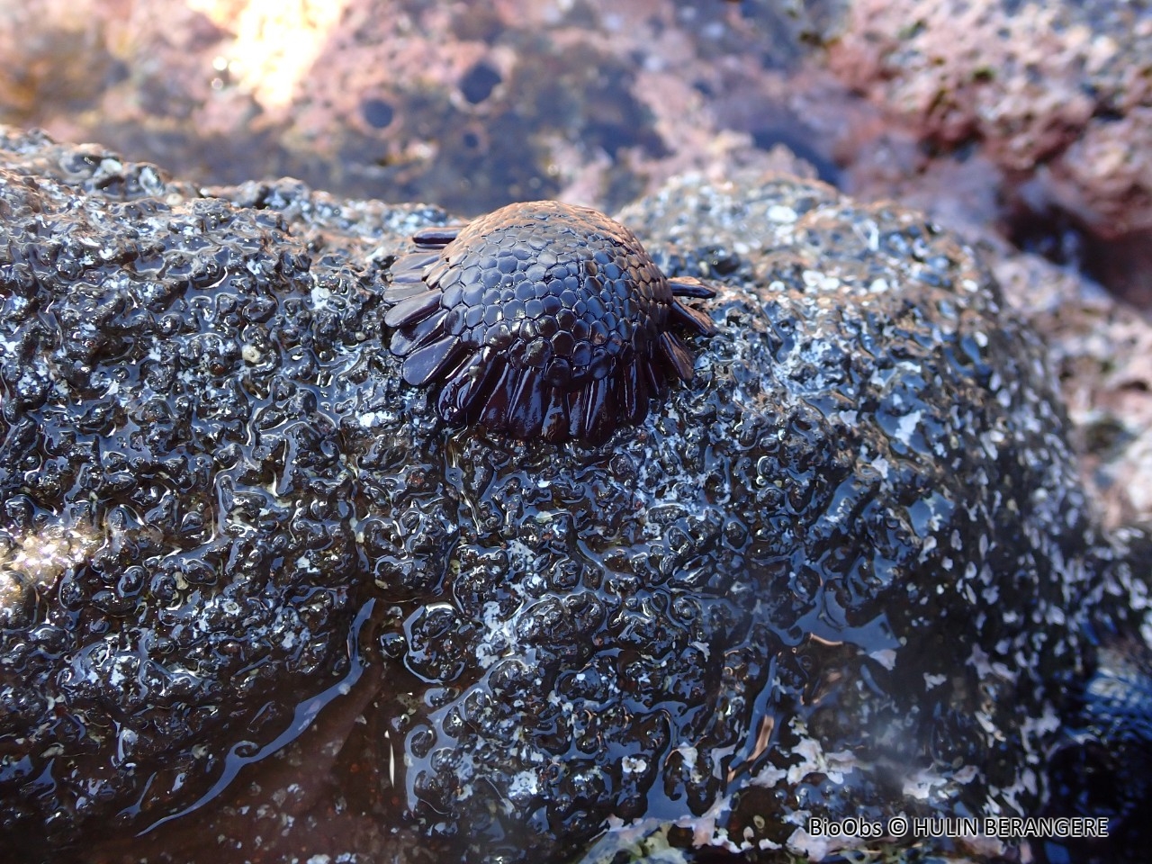 Oursin-casque - Colobocentrotus (Podophora) atratus - HULIN BERANGERE - BioObs