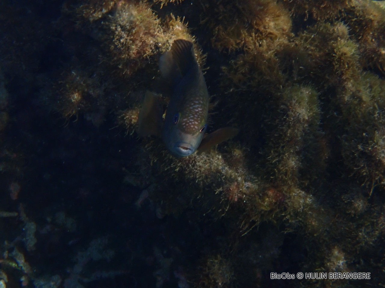 Poisson-fermier - Stegastes punctatus - HULIN BERANGERE - BioObs