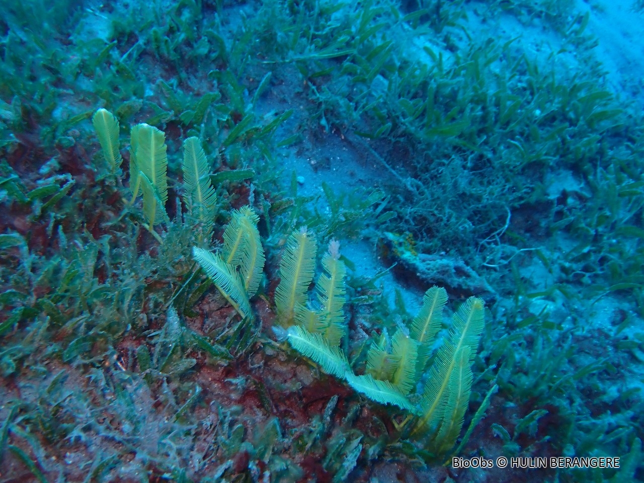 Caulerpe à feuilles d'If - Caulerpa taxifolia - HULIN BERANGERE - BioObs