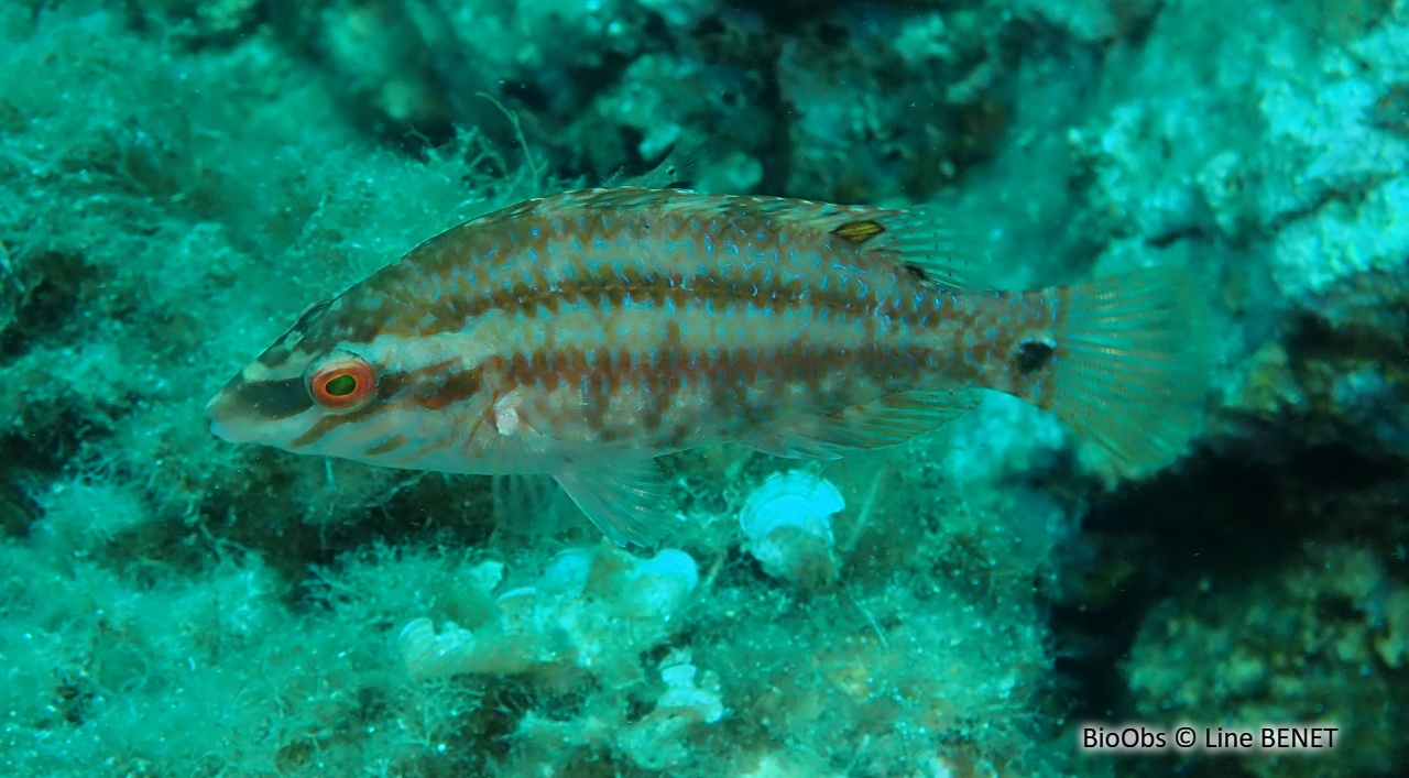 Crénilabre à 5 taches - Symphodus roissali - Line BENET - BioObs
