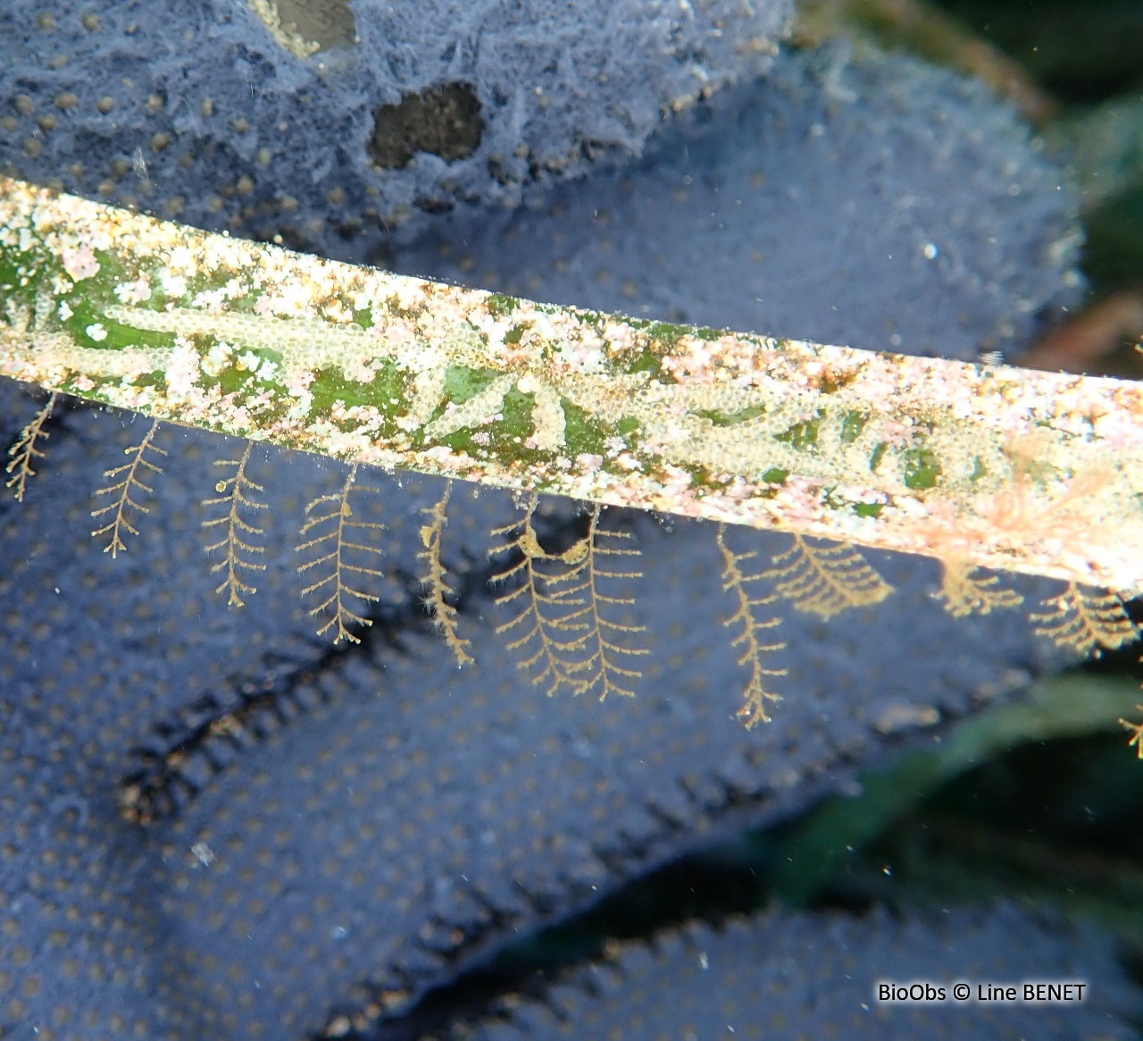 Bryozoaire de la posidonie - Electra posidoniae - Line BENET - BioObs