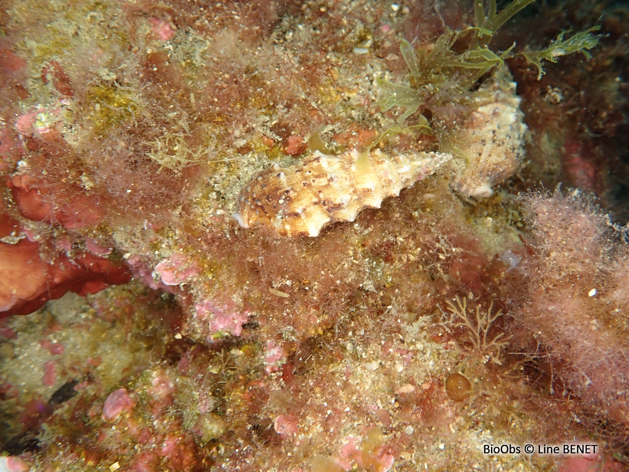 Cérithe goumier - Cerithium vulgatum - Line BENET - BioObs