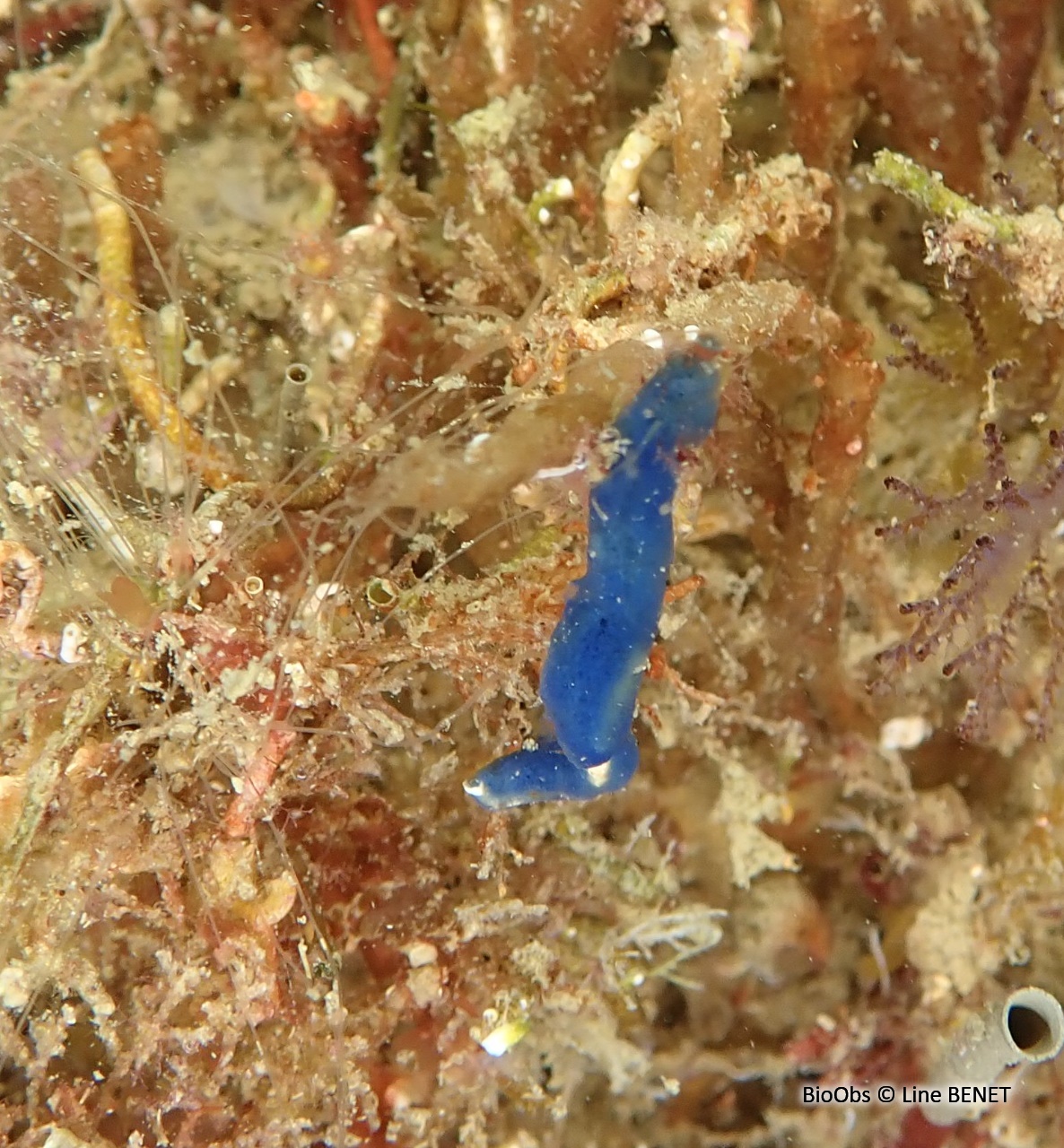 Eponge encroûtante bleue - Terpios gelatinosus - Line BENET - BioObs