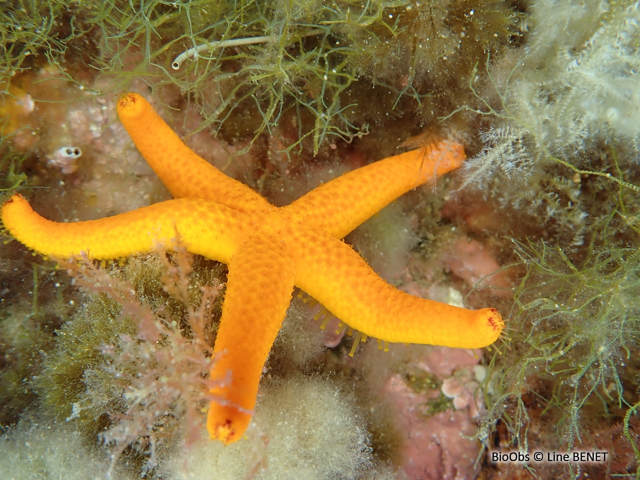 Etoile de mer rouge - Echinaster (Echinaster) sepositus - Line BENET - BioObs