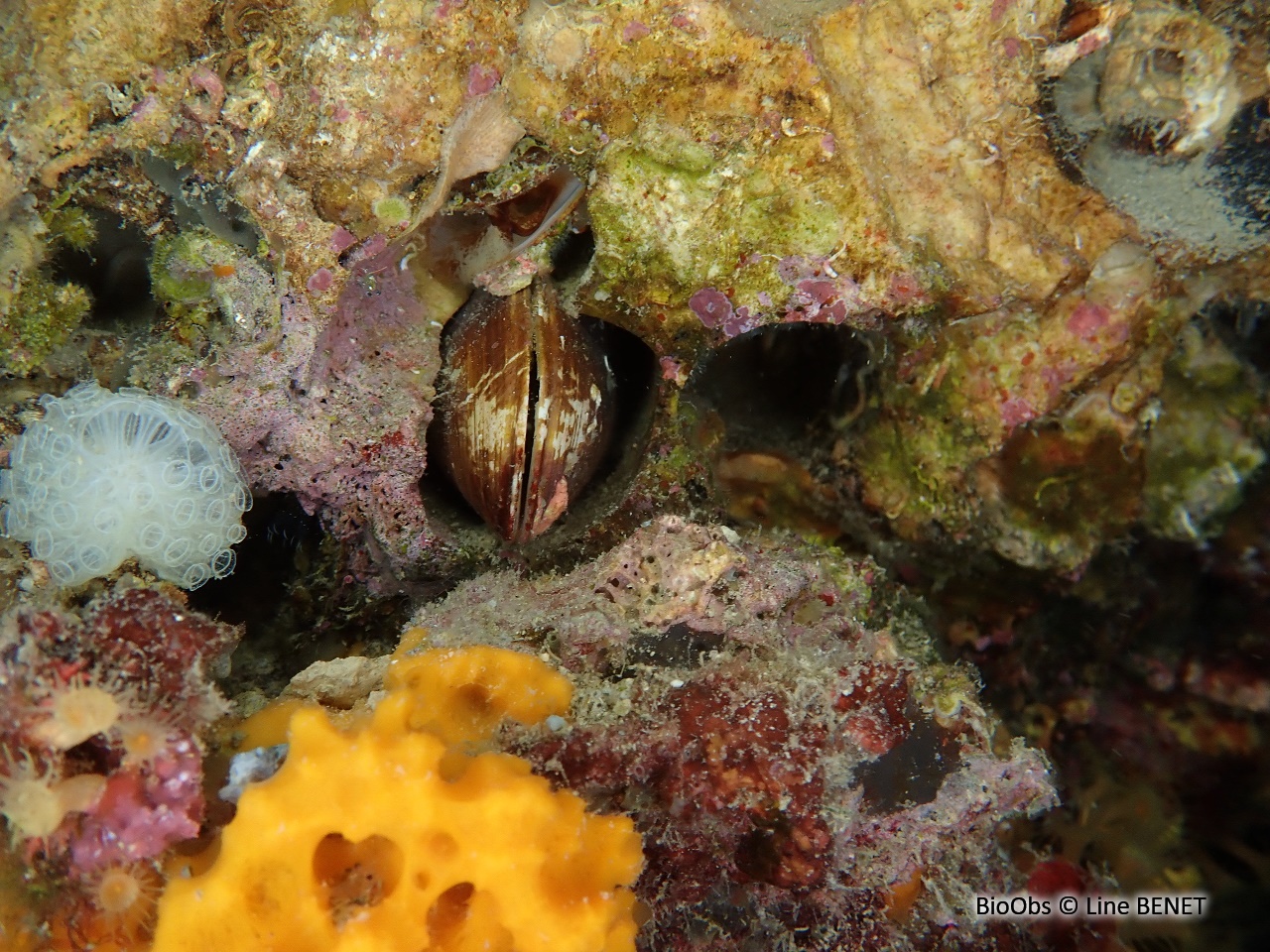 Datte de mer - Lithophaga lithophaga - Line BENET - BioObs