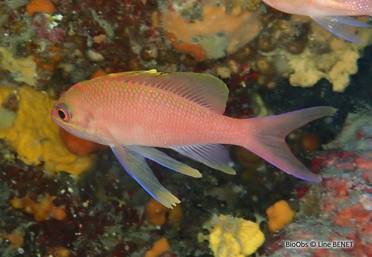 Barbier - Anthias anthias - Line BENET - BioObs