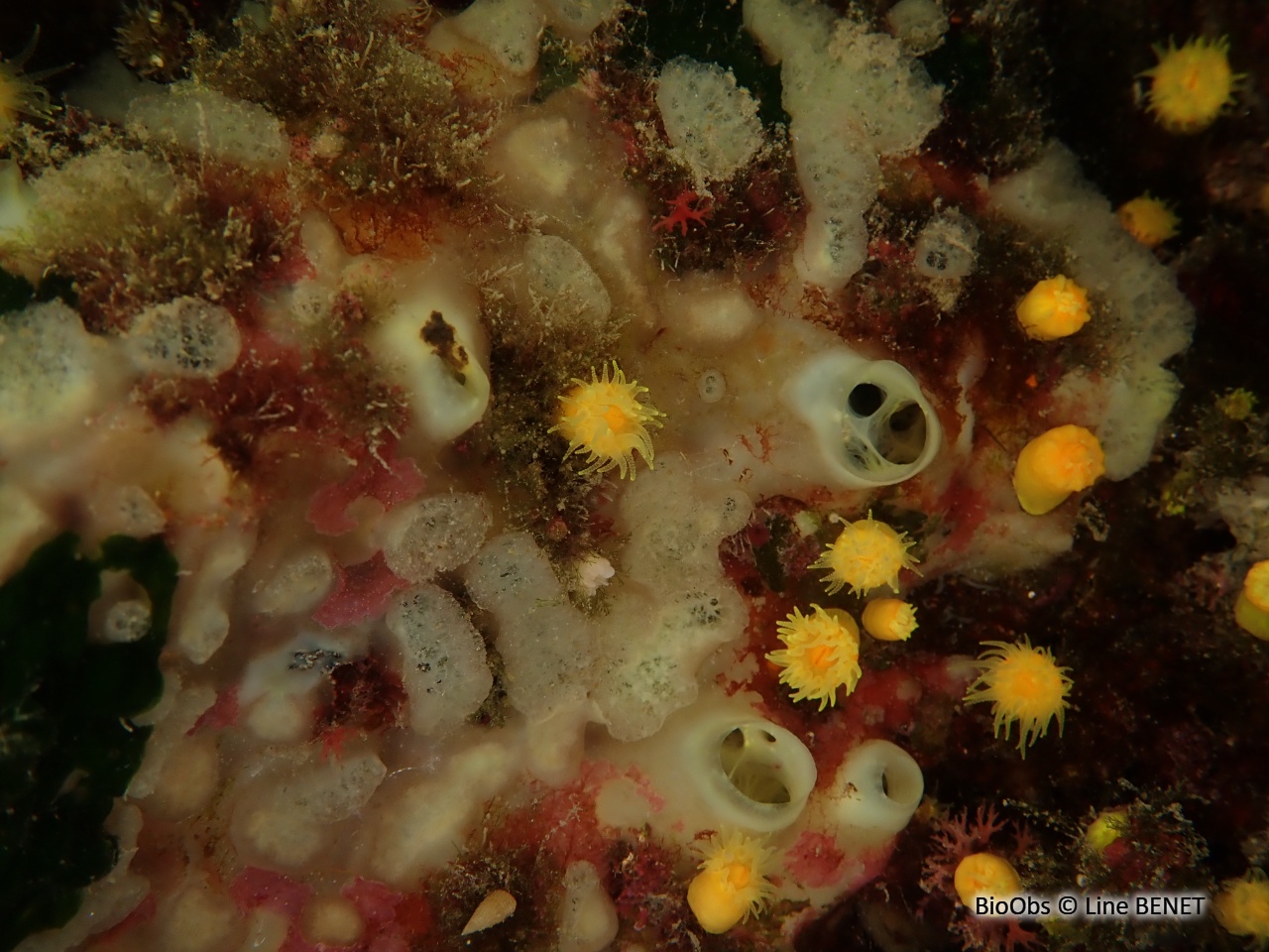 Clione verte - Cliona viridis - Line BENET - BioObs