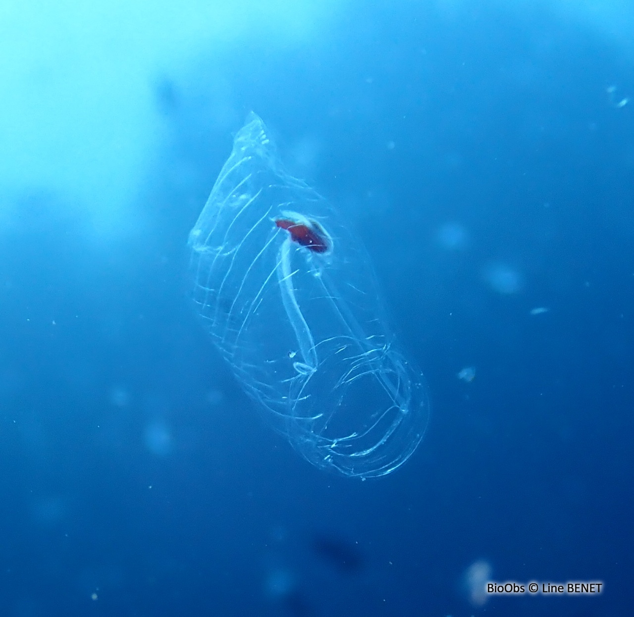 Salpe fusiforme - Salpa fusiformis - Line BENET - BioObs