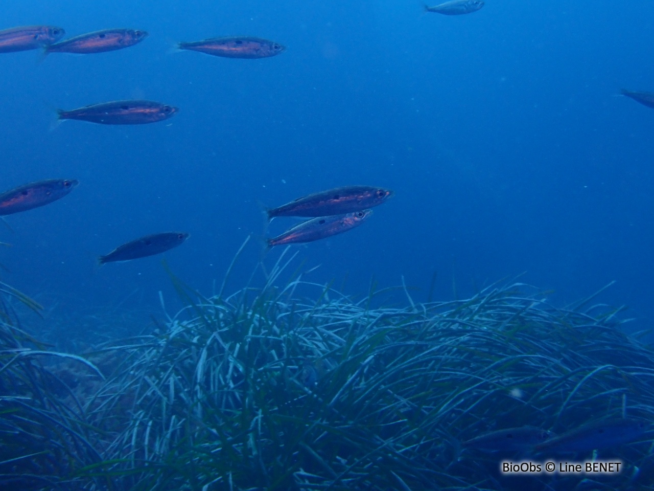 Picarel - Spicara smaris - Line BENET - BioObs