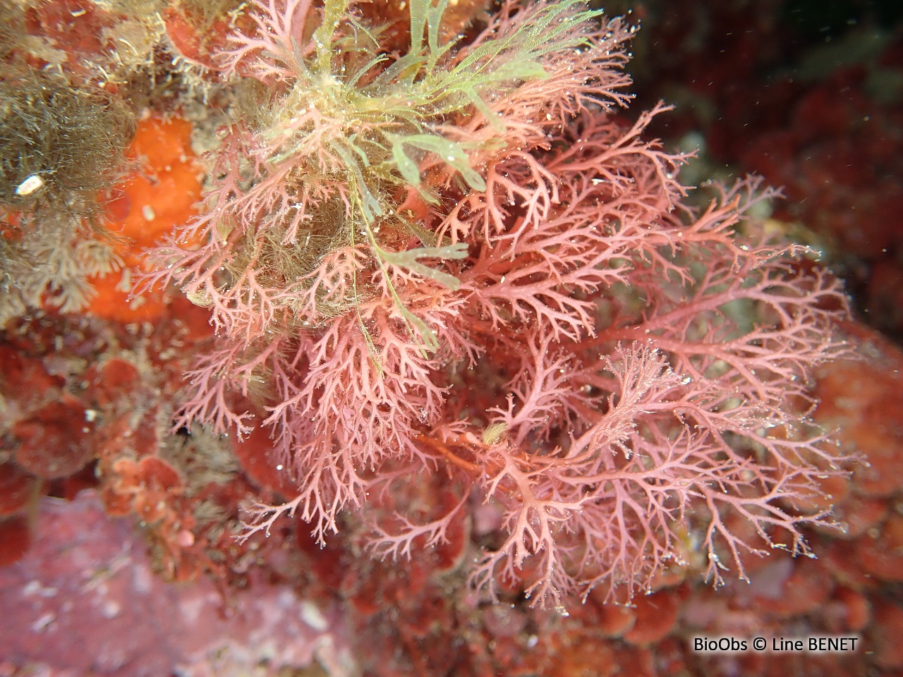 Sphérocoque - Sphaerococcus coronopifolius - Line BENET - BioObs