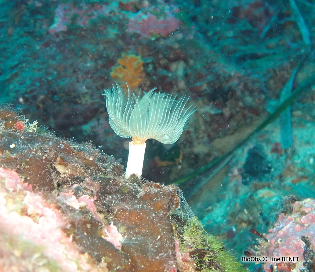 Protule lisse - Protula tubularia - Line BENET - BioObs