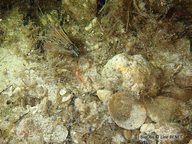 Crevette autruche à gros yeux - Processa macrophthalma - Line BENET - BioObs