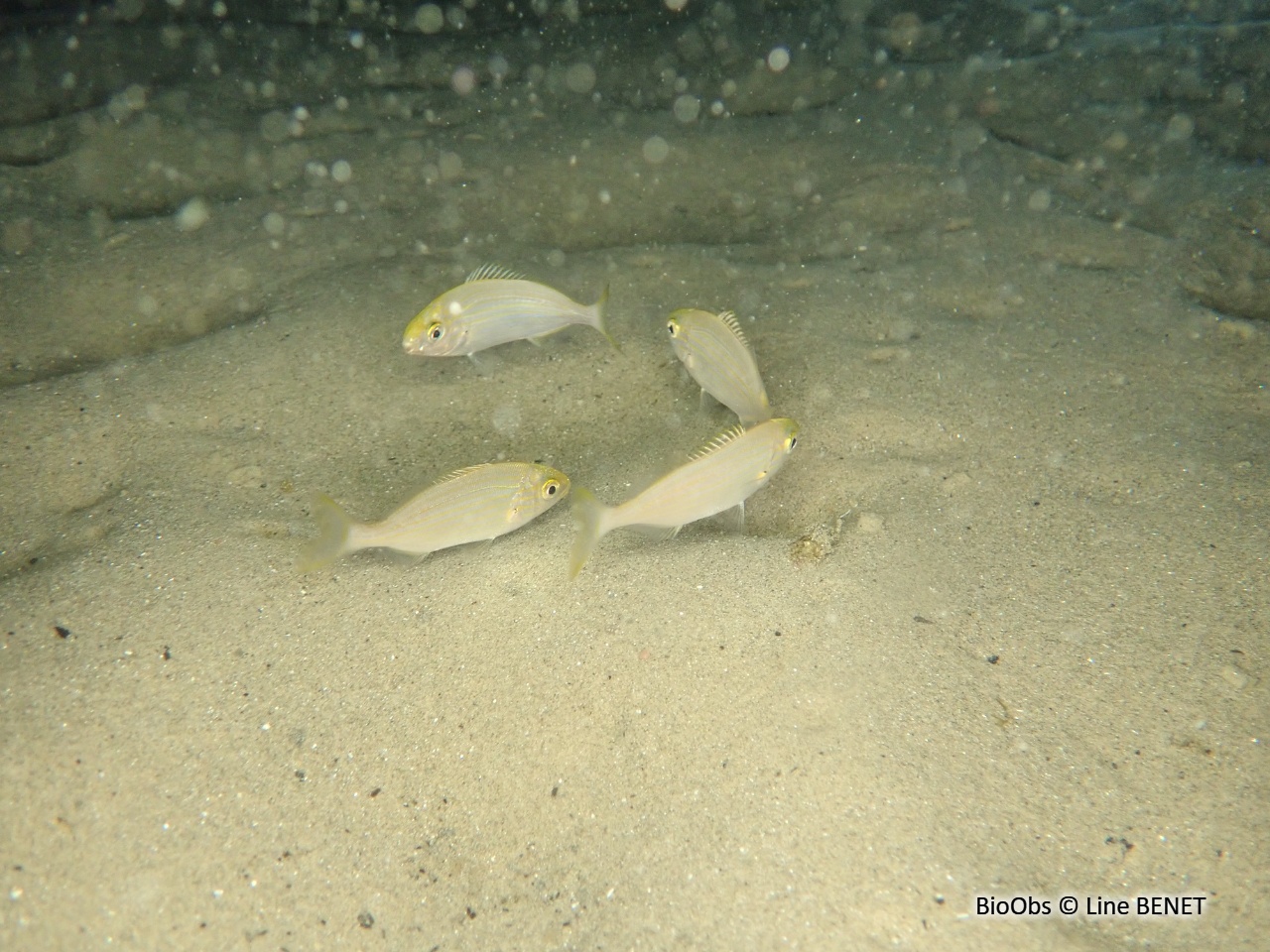 Pageot acarné - Pagellus acarne - Line BENET - BioObs