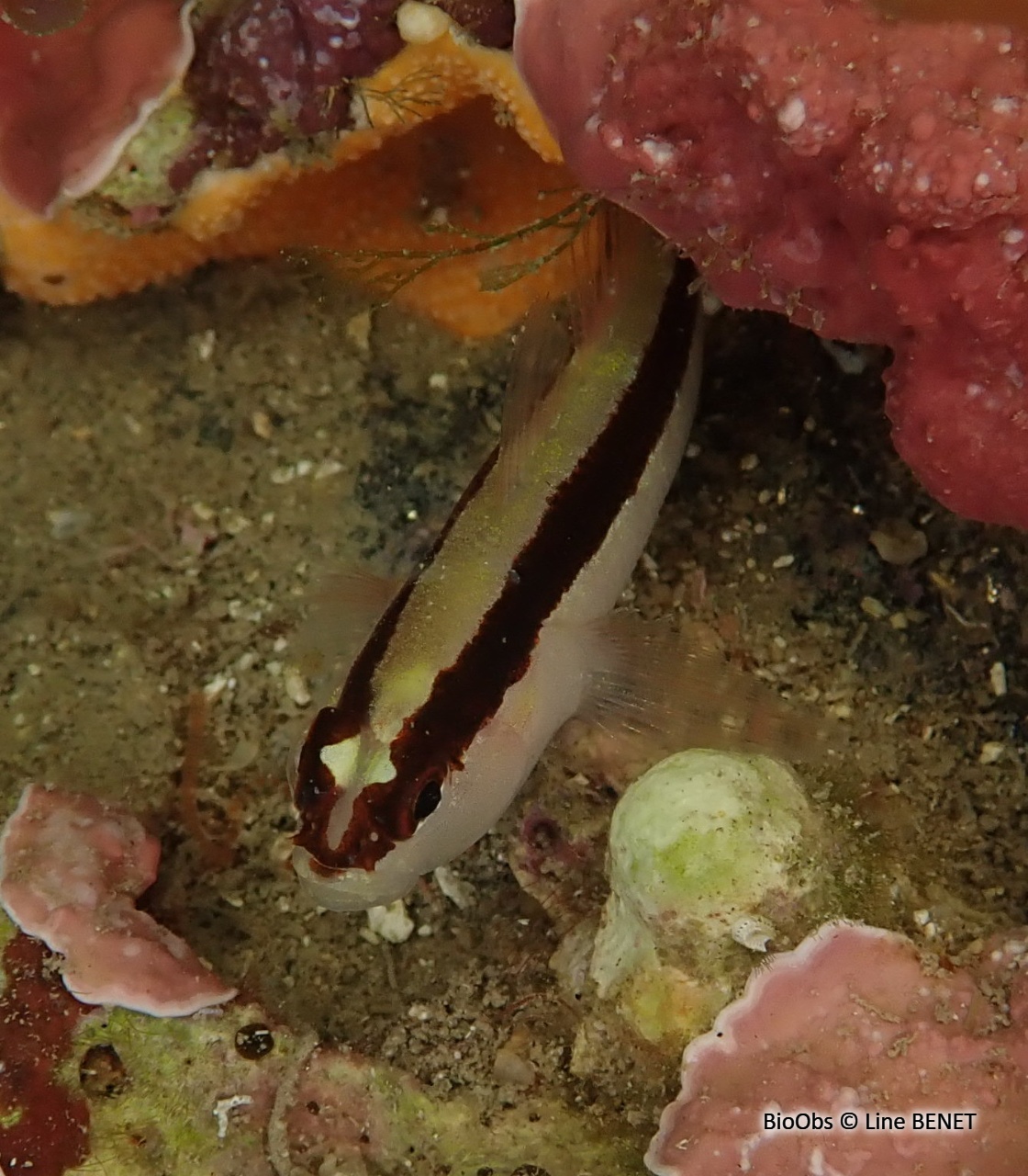 Gobie rayé - Gobius vittatus - Line BENET - BioObs