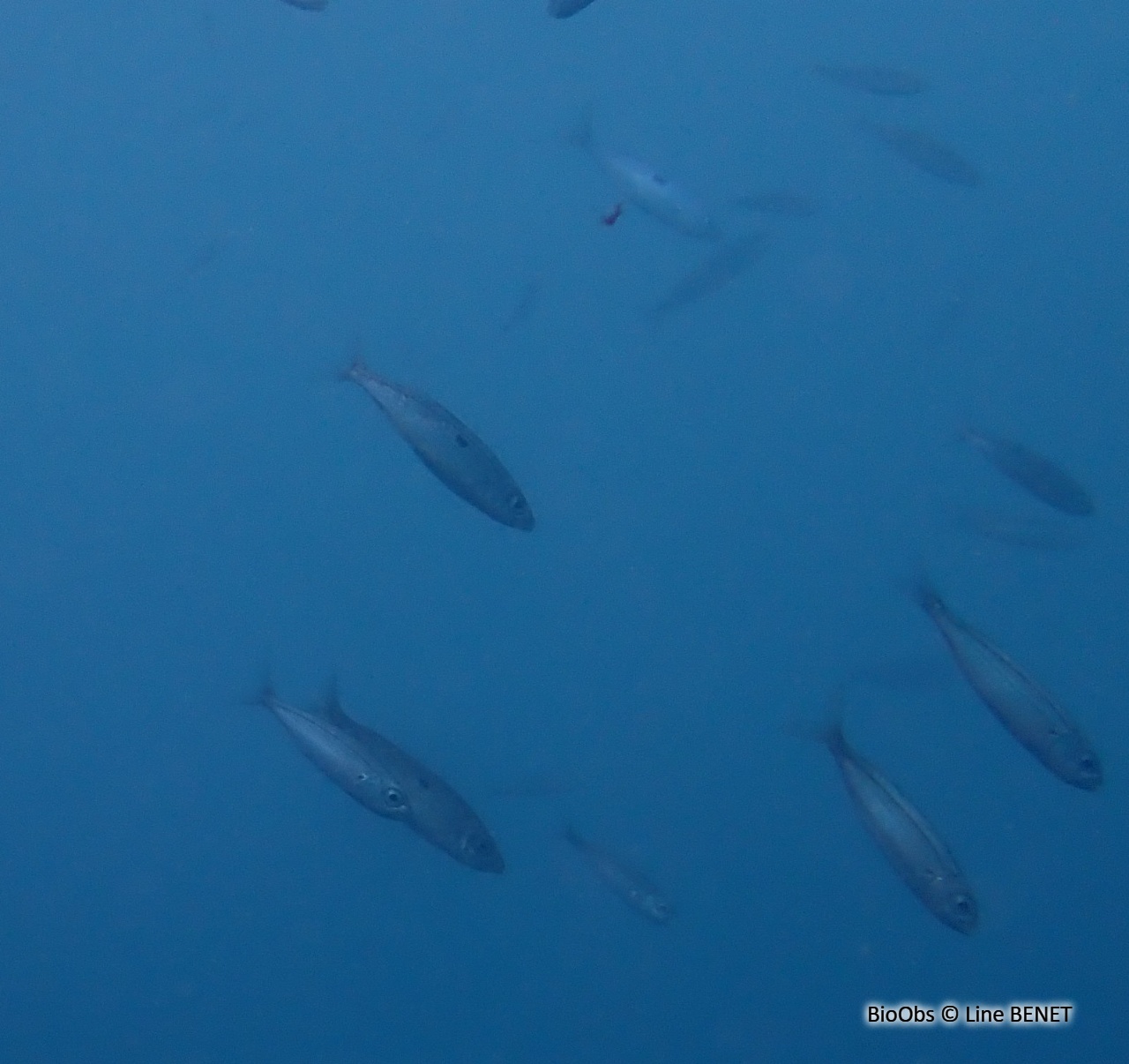 Picarel - Spicara smaris - Line BENET - BioObs