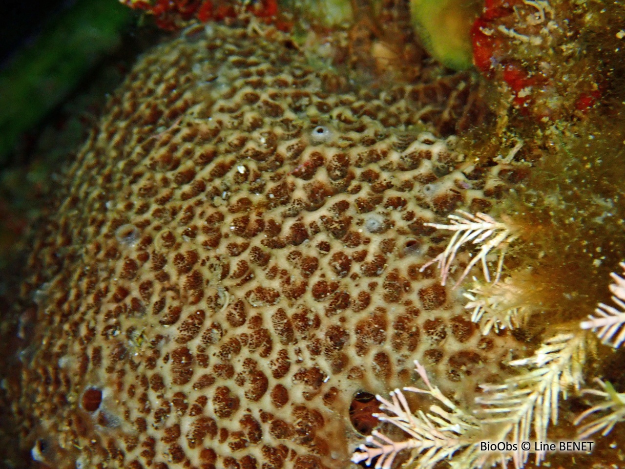 Ircinie réticulée - Ircinia retidermata - Line BENET - BioObs