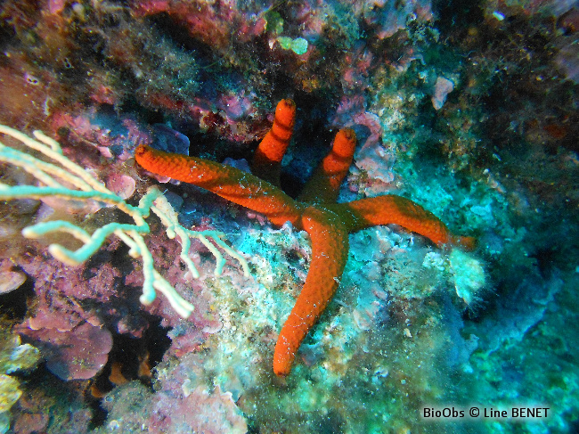 Etoile de mer rouge - Echinaster (Echinaster) sepositus - Line BENET - BioObs