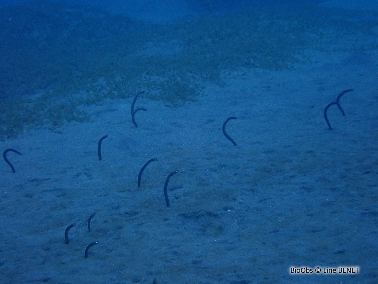 Anguille jardinière des Caraïbes - Heteroconger longissimus - Line BENET - BioObs