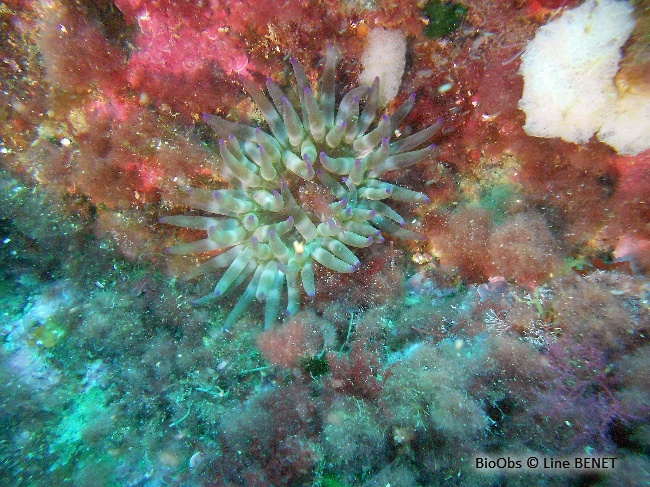 Anémone charnue - Cribrinopsis crassa - Line BENET - BioObs